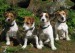 1061-0-jack-russell-terier